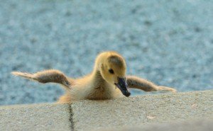 The Duck Tries